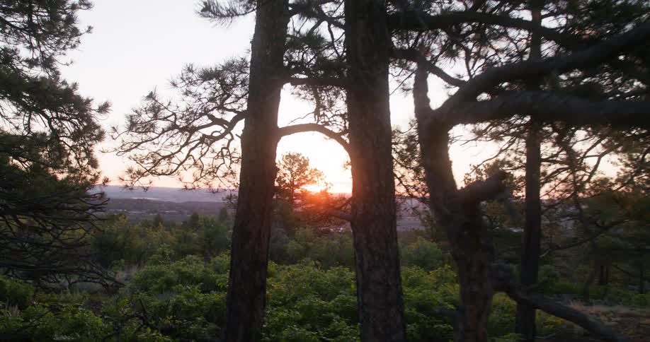 Sunlight shines through tall pine trees in a forest at sunset