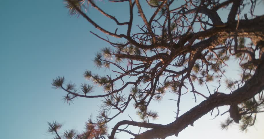 A lone tree extends its twisting branches toward the sky