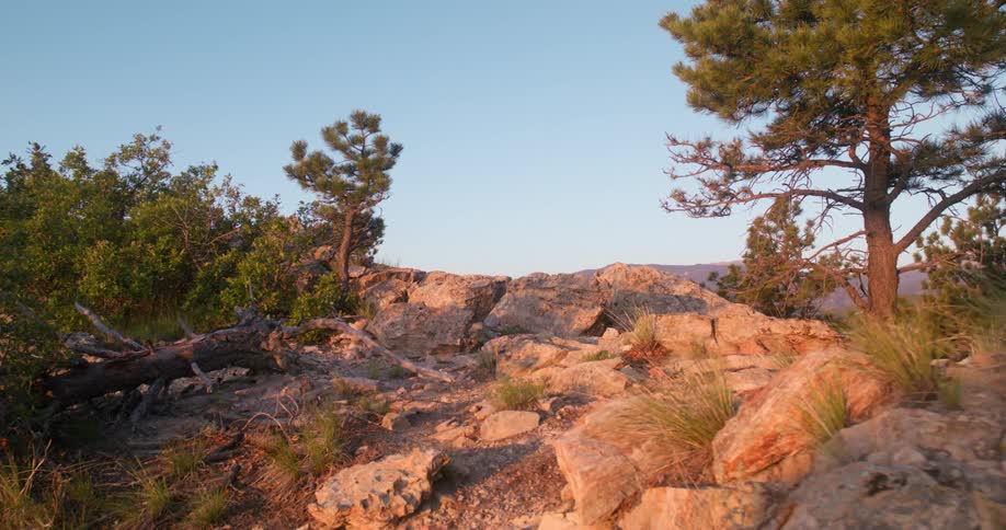 Rocky trail with scattered trees lit by golden sunlight under a clear sky