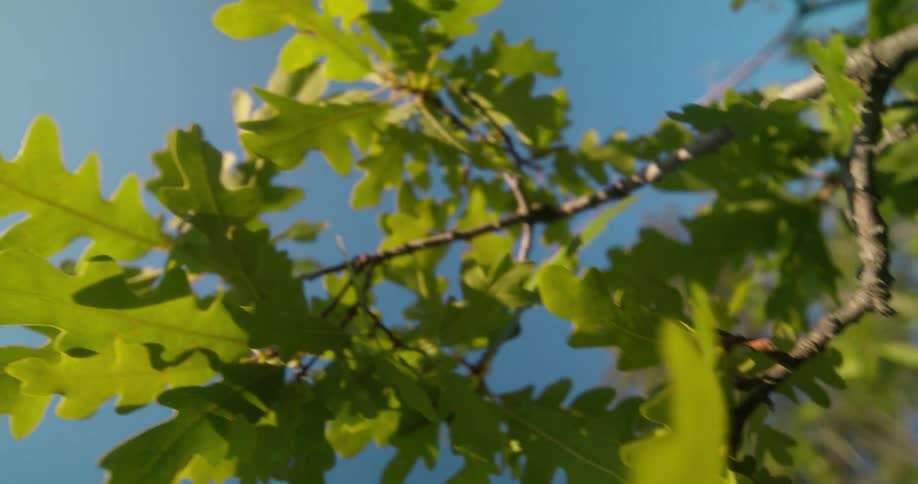 The clear sky is over the tree