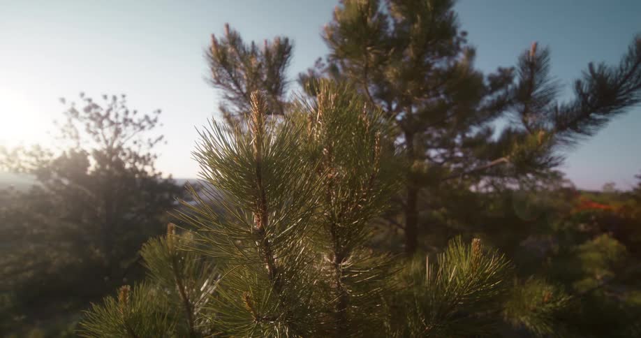 Sunlight filters through the branches of pine trees in a serene forest setting