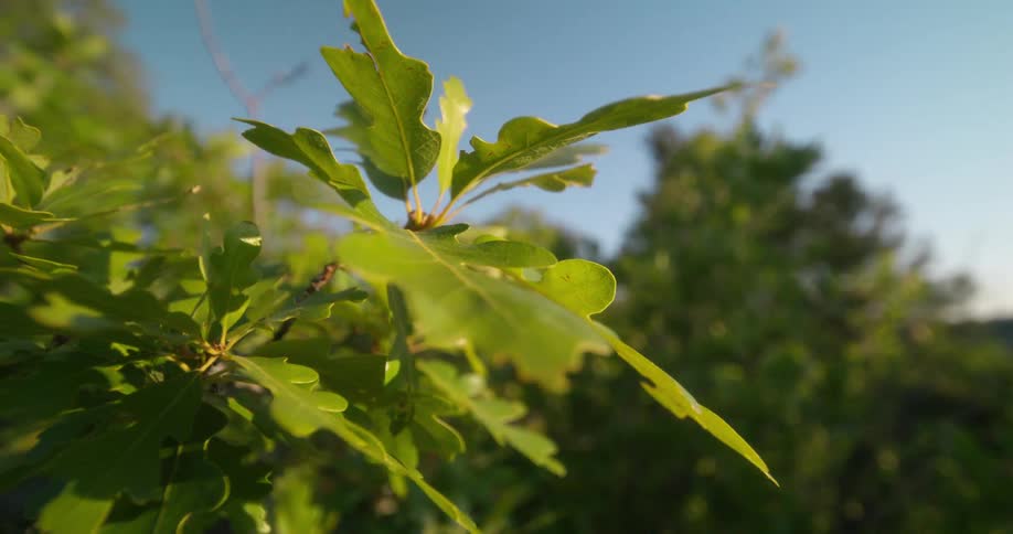Sunlit green leaves in sharp focus against a blurred forest background