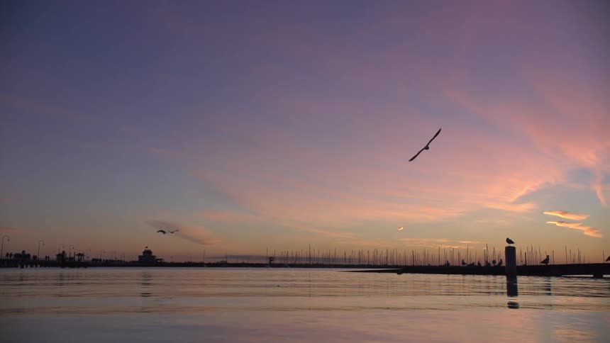 Birds fly across an evening sky
