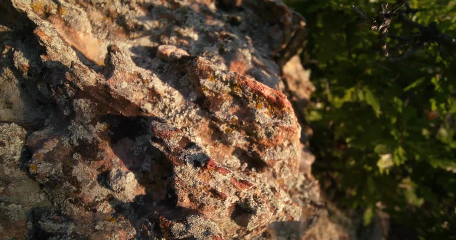 A closeup of a craggy rock near bushes