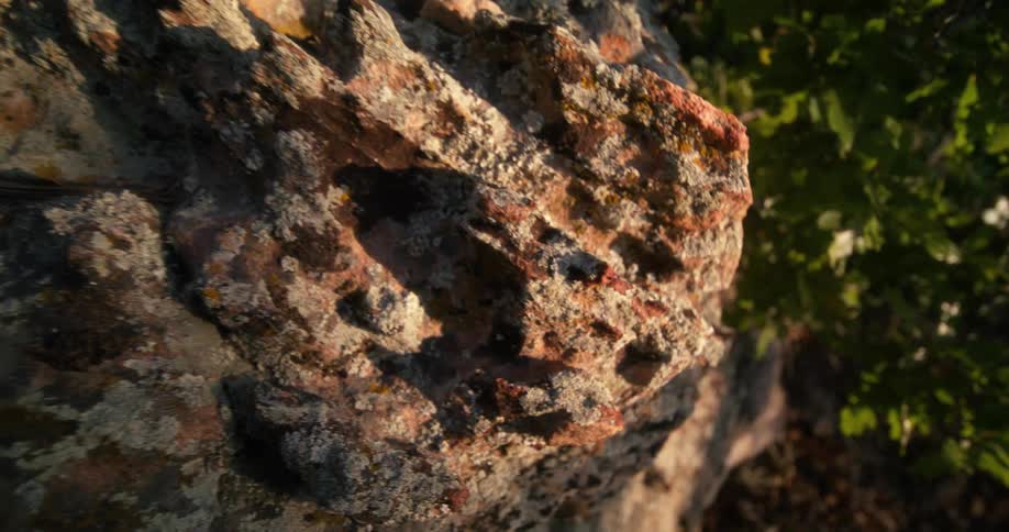 A bush is near the large boulder