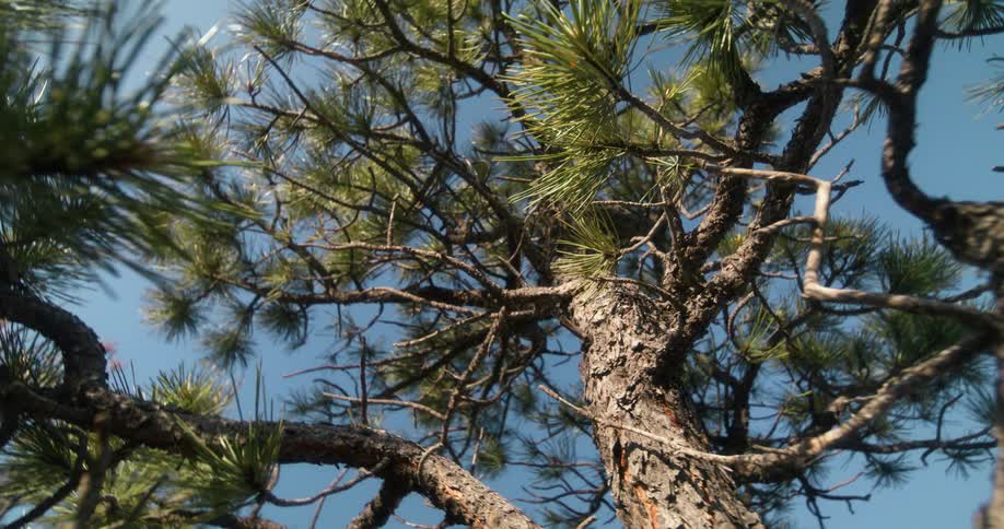 A tall pine tree with rough branches and sharp green needles set against a bright blue sky