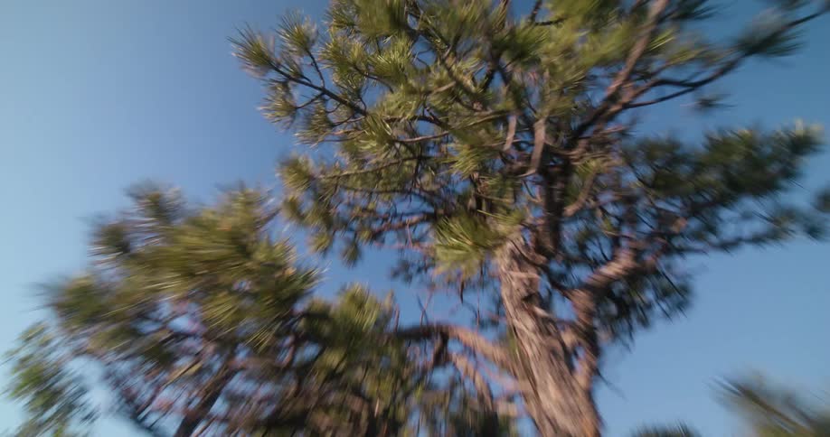 A small tree is on the mountain top