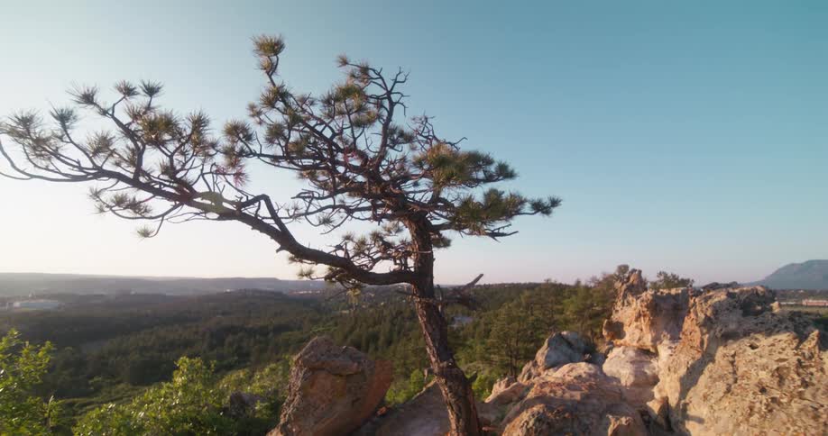 A lone pine tree at the top of a hiking trail near large rocks