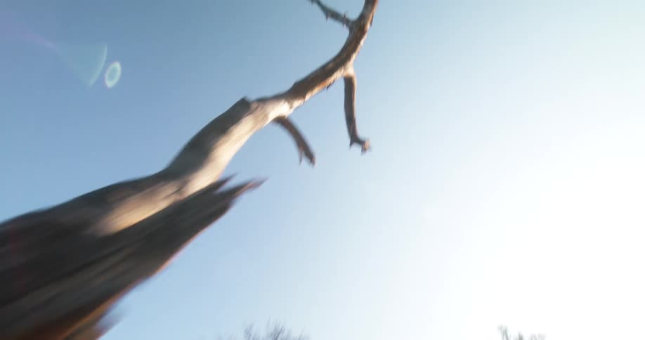 The tree branch reaches above the mountain