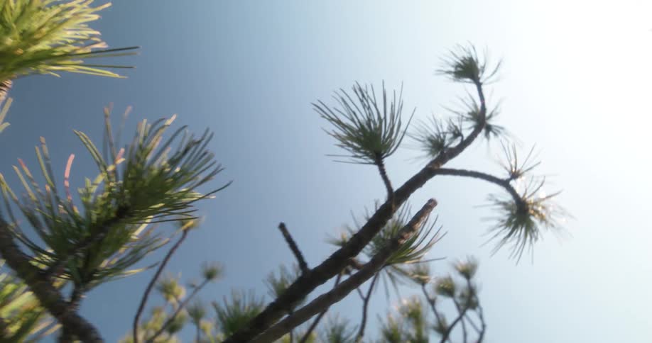 The thin branches of a tree with small leaves against the blue sky