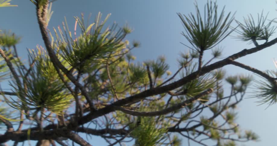 Pine tree branches extend upward against a clear blue sky