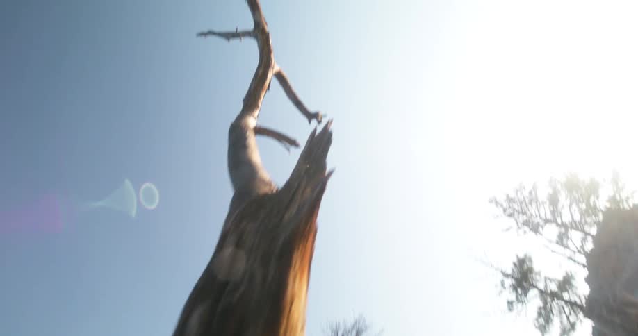A dead tree trunk outdoors in a forest area during daytime