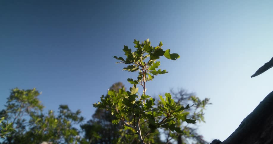 A small plant reaches upward against a clear blue sky