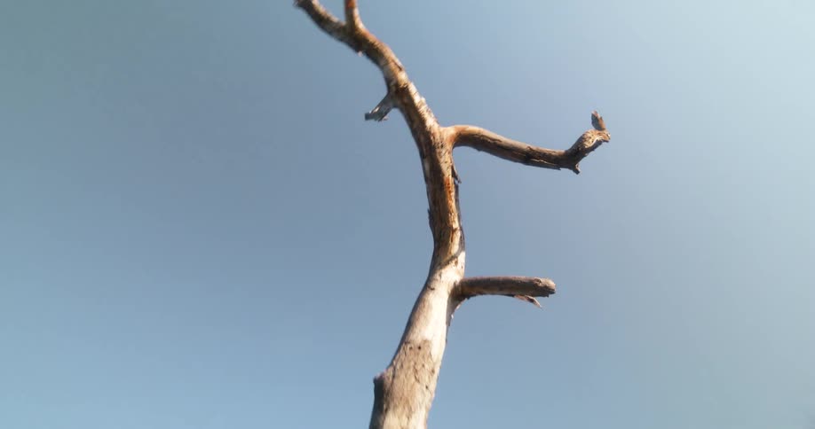 The branch reaches into the clear sky