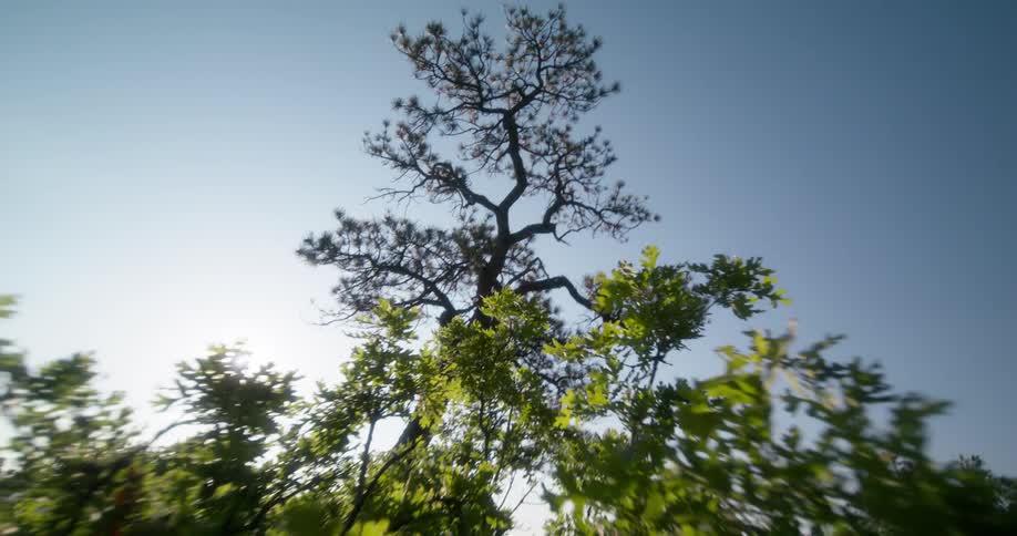 The bright sun shines on the trees