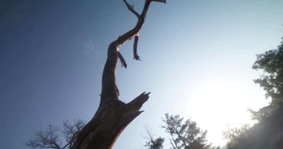 A fallen tree trunk with branches laying in a forest area during daytime
