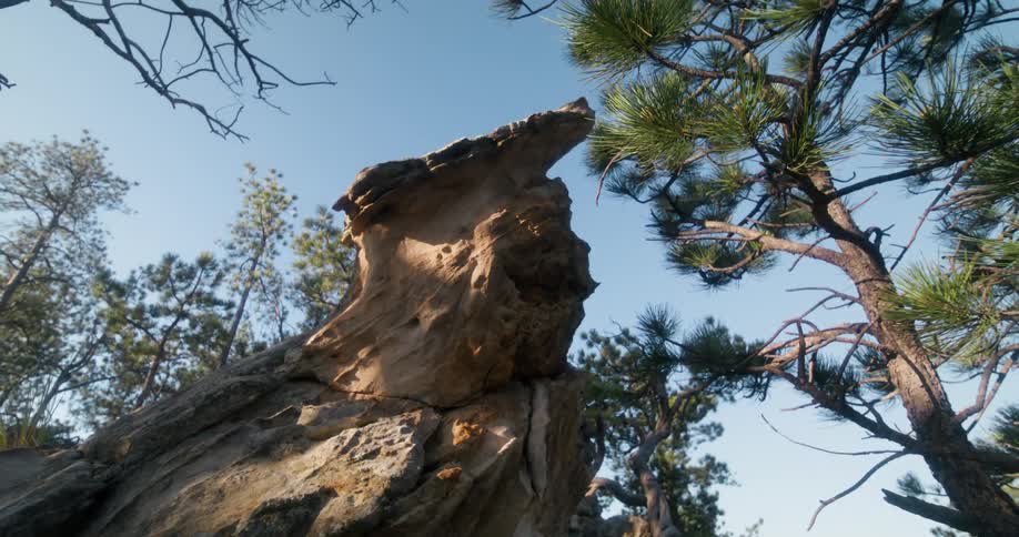 A large fallen log surrounded by trees
