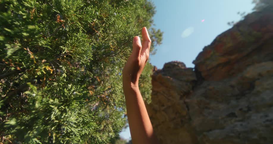 A woman reaches up and touches the branches of the bush