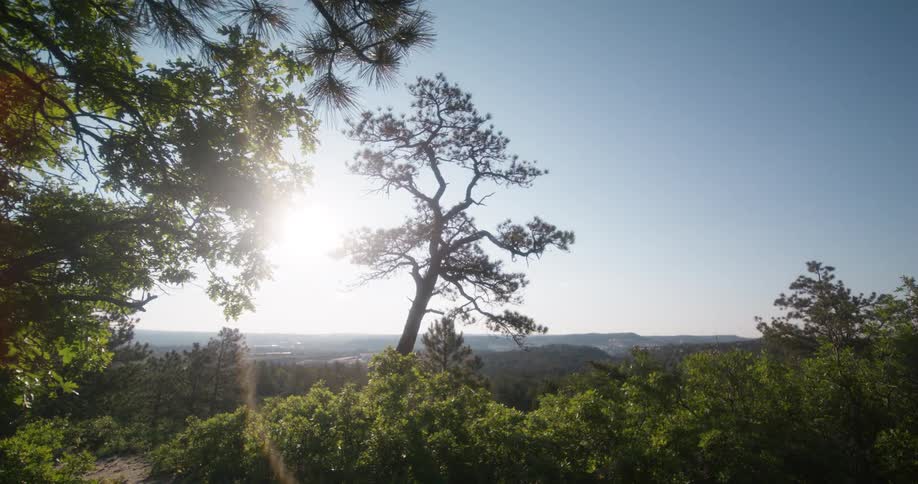Sunlight flares through the leaves of trees overlooking a vast hilly forest landscape on a clear day
