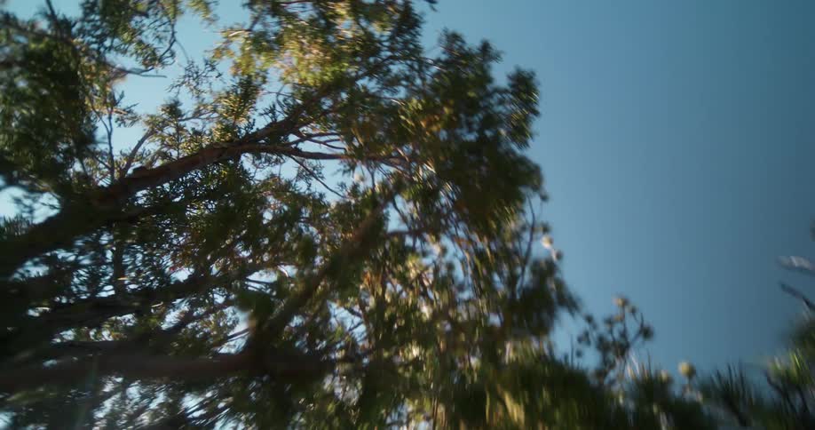 The sun glares on the green branches
