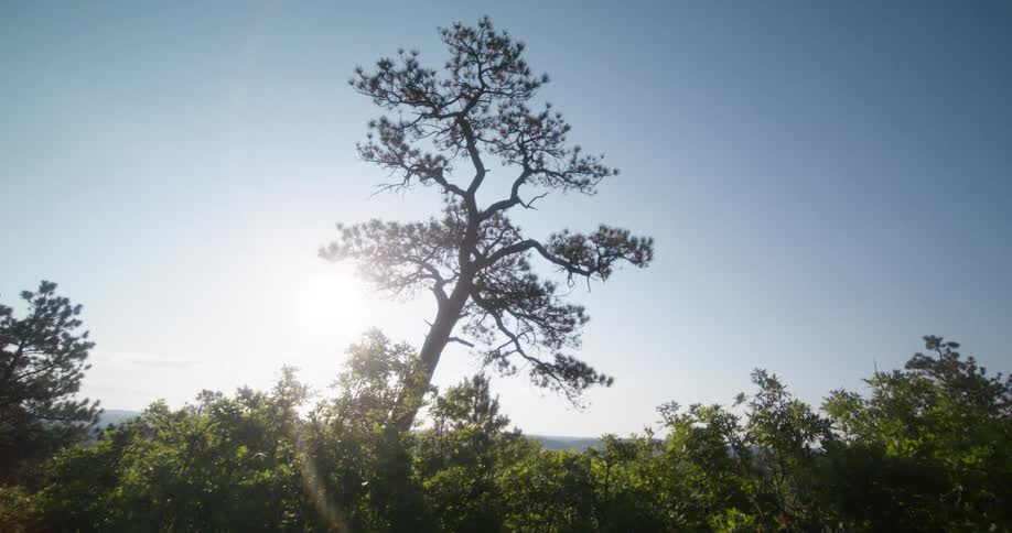 A single tall tree stands out in a sunlit forest under a clear blue sky