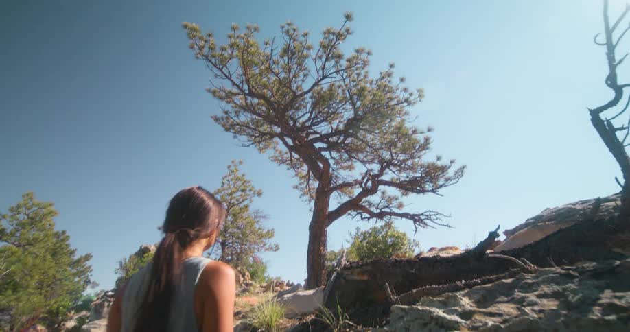 A woman stands on a rocky slope looking up at a tall tree against a clear blue sky