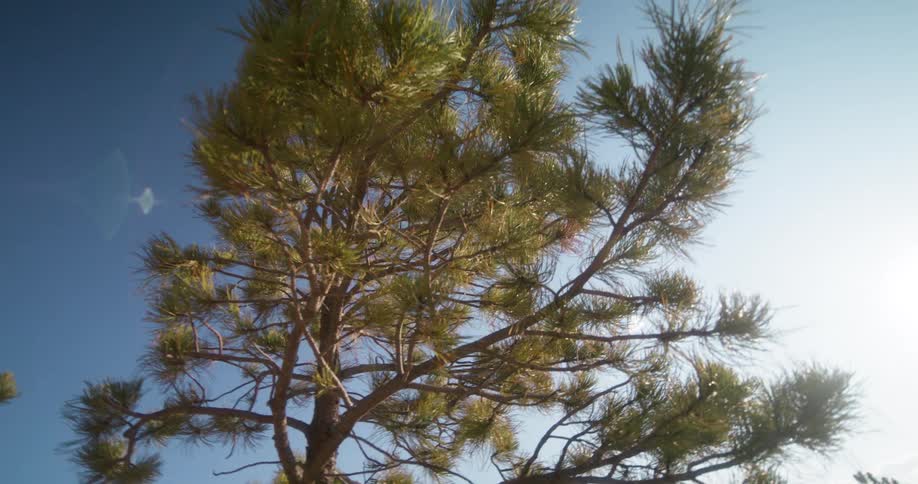 Sunlight streams through the green branches of a pine tree against a clear bright blue sky