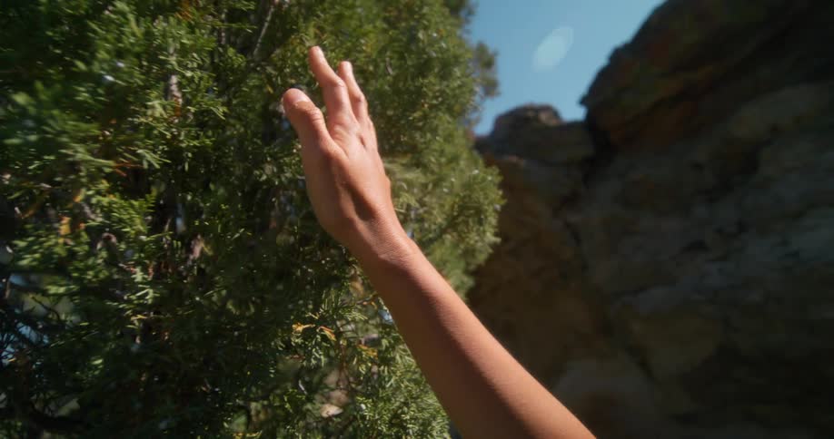 A persons hand brushes against a bush while walking along a mountain trail