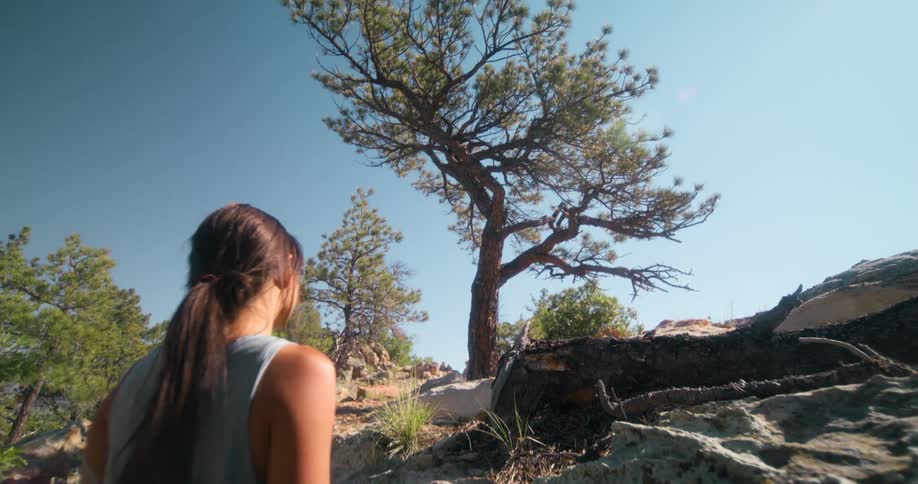 A woman stands on a rocky path towards a tall pine tree under a clear sky