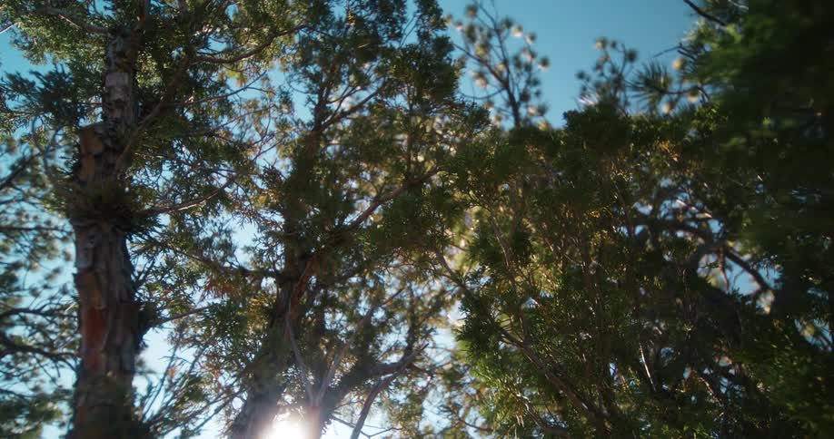 A group of trees stands tall in a forrest