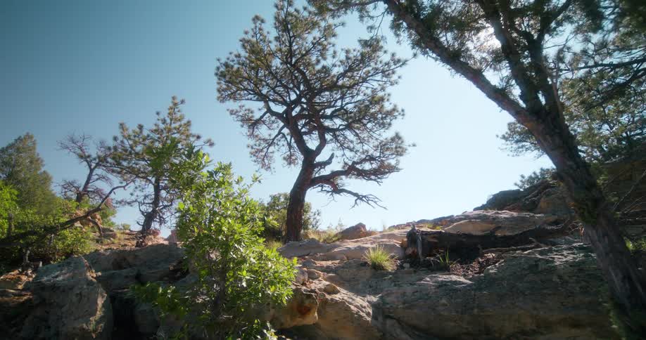 Woman running on a mountain trail