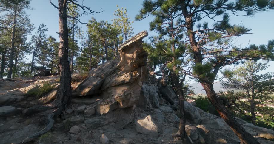 Rocky forest trail winds through tall pine trees under a clear sky