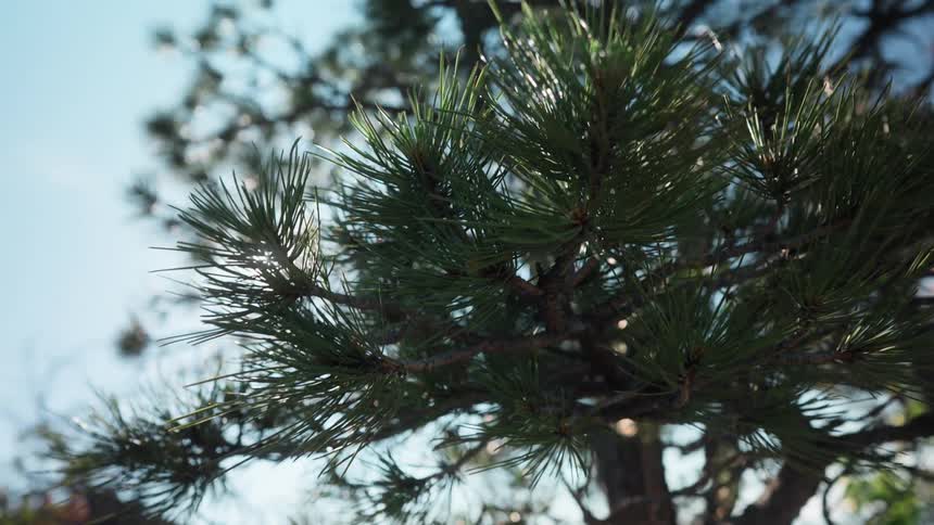 A closeup shot of pine tree branches sways gently under bright daylight