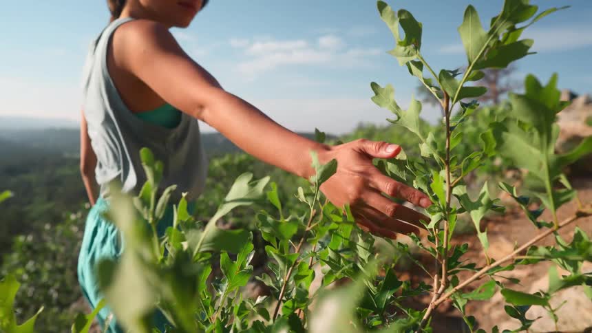A person extends an arm forward with their hand gently touching green leaves against a backdrop of distant trees and a clear sky