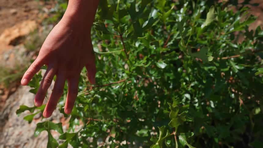 Persons hand being passed over a green plant