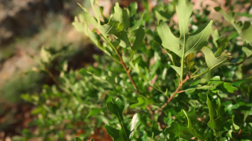 A closeup sunlit shot focuses on the green leaves of a small oak bush with the background softly blurred