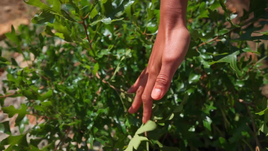 A relaxed hand gently reaches down toward a lush green bush with sunlight highlighting the vibrant leaves