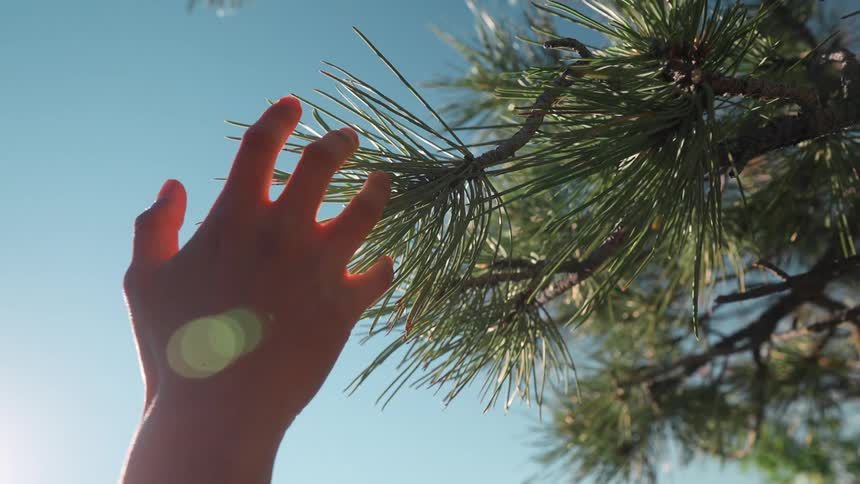 A hand reaches into the sunny sky and touches a branch