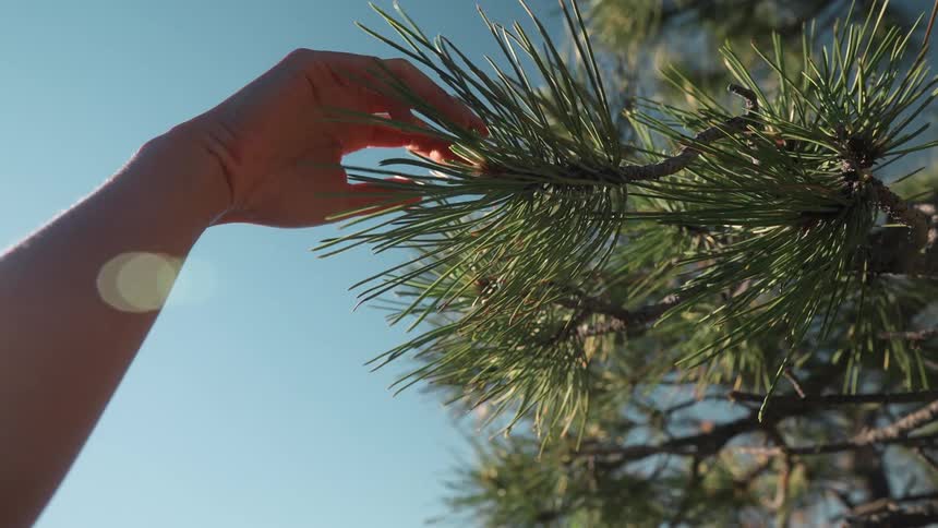 A hand gently reaches toward a pine tree branch under clear daylight