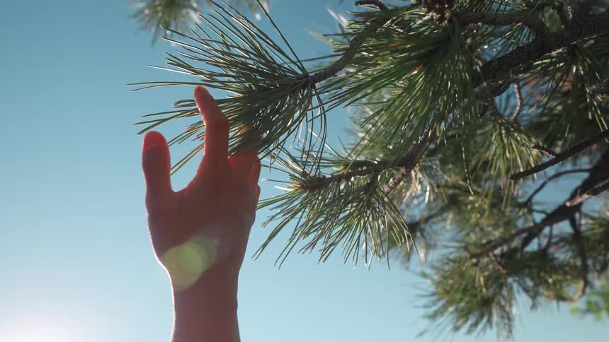 Hand caressing pine needles of a pine tree blue skys are seen in the background with the glow of the sun