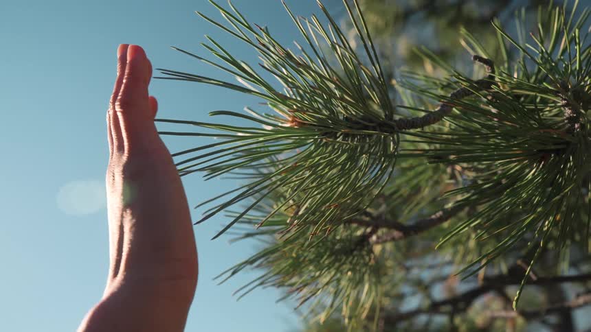 A hand is raised toward a pine branch in bright daylight casting a subtle lens flare against a clear blue sky