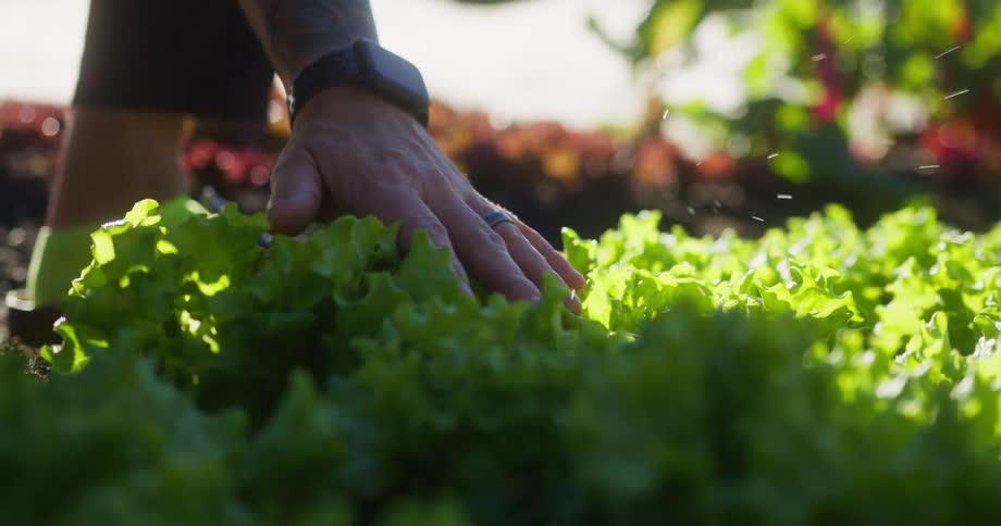 Close up of a man touching lettuce green leaves on the outdoor garden floor during daytime
