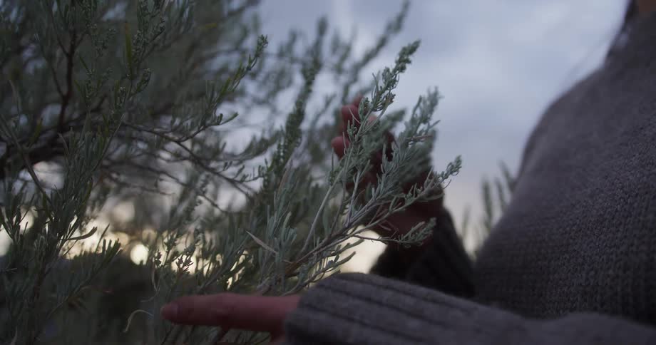 A person gently touches the branches of a plant at dusk surrounded by soft evening light
