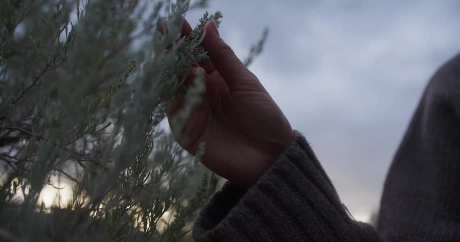 A woman is touching the branch on the bush