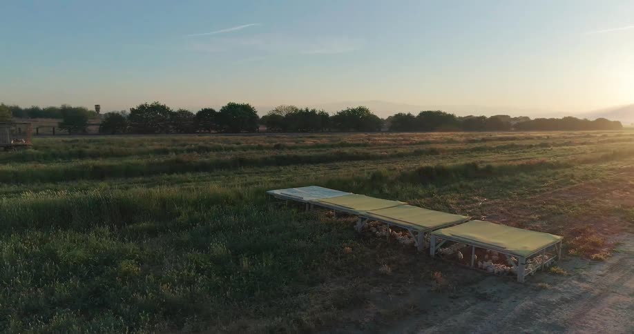 Chicken coops are on the field