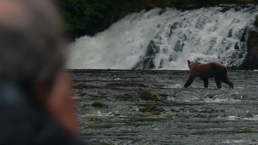 A bear walks through a shallow river near a waterfall as a person watches from the foreground