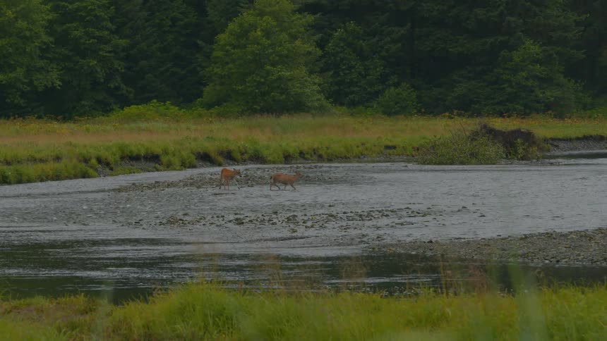 Bambis crossing a river in nature