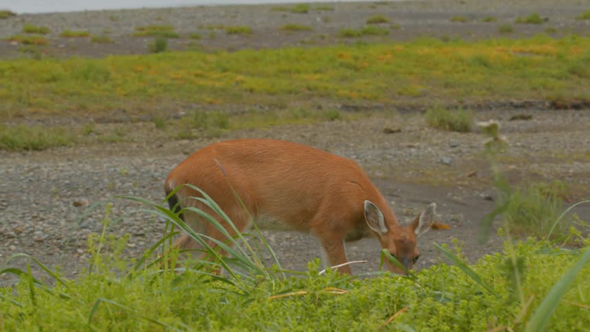 Wild deer grazing on a field and anxiously looking around