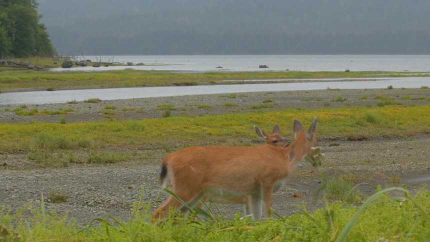 A deer and its fawn walk along a grassy riverbank in the wild