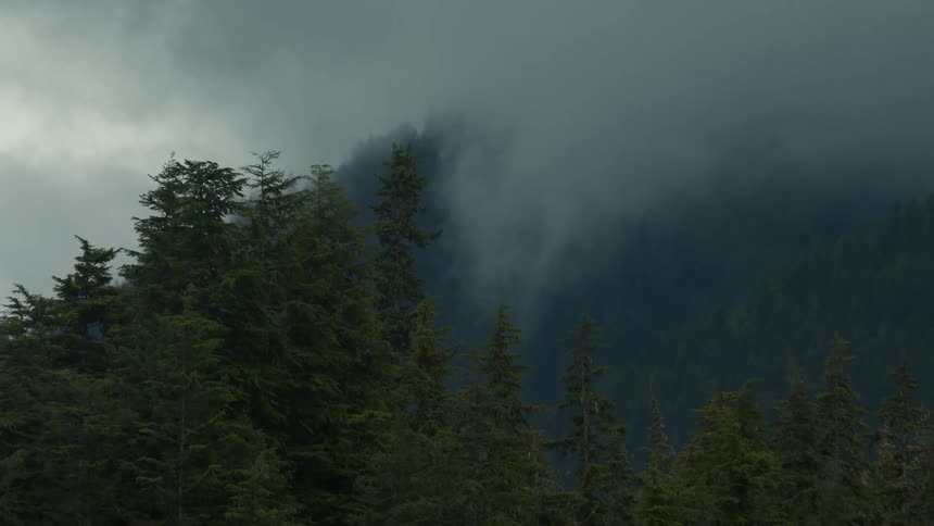 Heavy smoke is rising from the forest fire